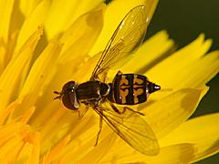 Syrphid Fly